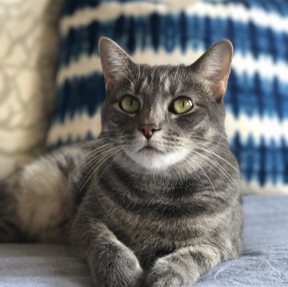 Meet your Posher, Nelson - Picture 3 of 4